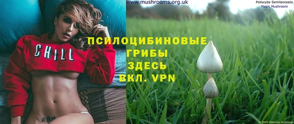 прущие грибы Аркадак